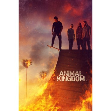 Animal Kingdom Season 1-6 DVD Box Set